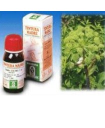 SI ANGELICA (55) 50ML (ES)
