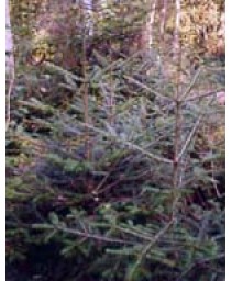 MSA ABIES PECTINATA 50ML