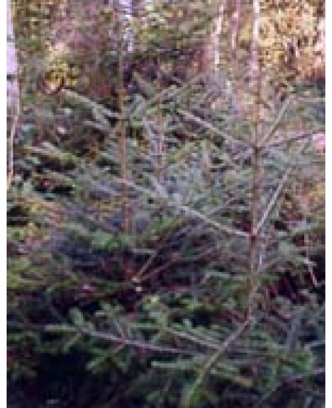 MSA ABIES PECTINATA 50ML MSA ABIES PECTINATA 50ML