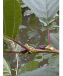 MSA ALNUS GLUTINOSA 50ML