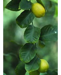 MSA CITRUS LIMONUM 50ML