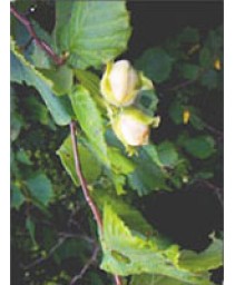 MSA CORYLUS AVELLANA 50ML