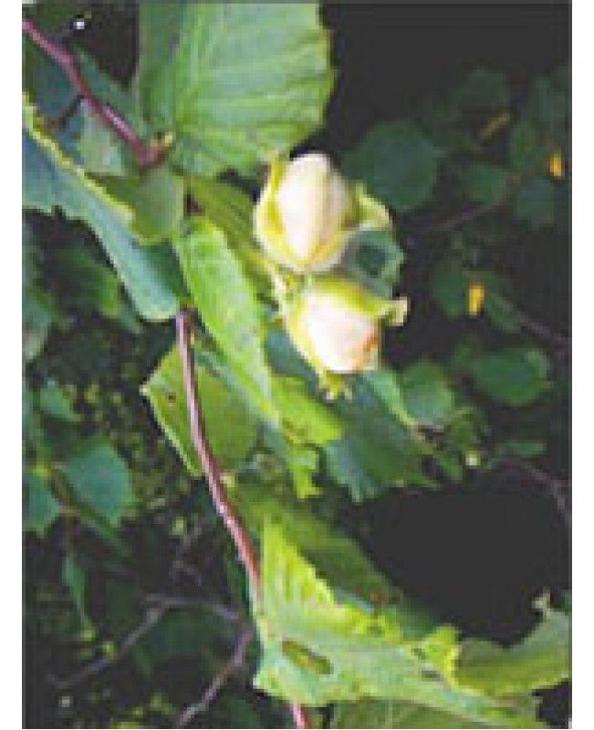 MSA CORYLUS AVELLANA 50ML MSA CORYLUS AVELLANA 50ML
