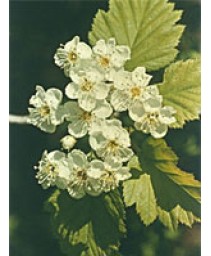 MSA CRATAEGUS OXYACANTHA 50ML
