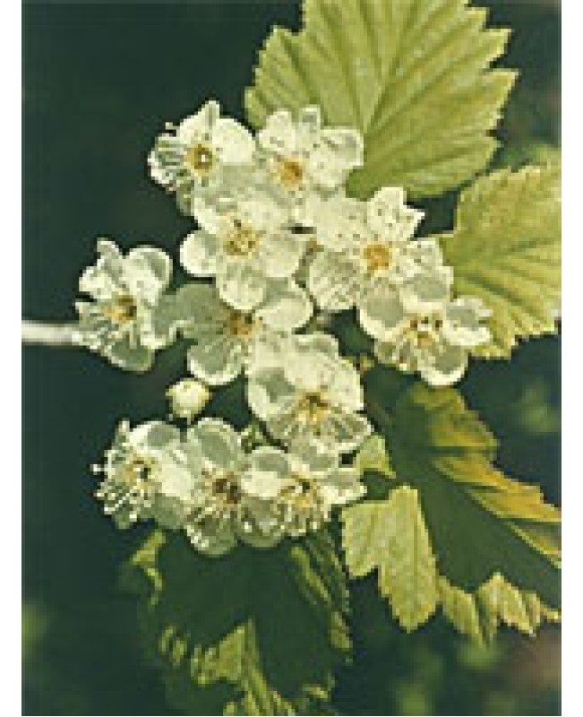 MSA CRATAEGUS OXYACANTHA 50ML MSA CRATAEGUS OXYACANTHA 50ML
