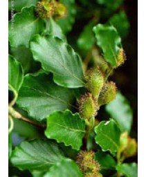 MSA FAGUS SILVATICA 50ML
