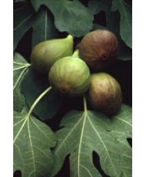 MSA FICUS CARICA 50ML