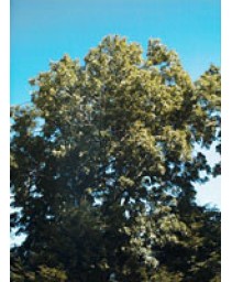 MSA FRAXINUS EXCELSIOR 50ML