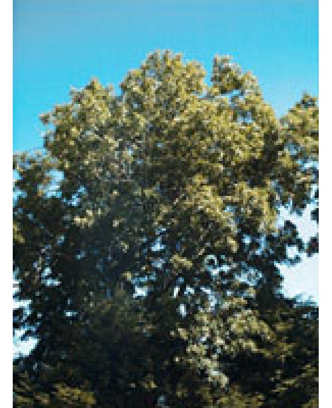 MSA FRAXINUS EXCELSIOR 50ML MSA FRAXINUS EXCELSIOR 50ML
