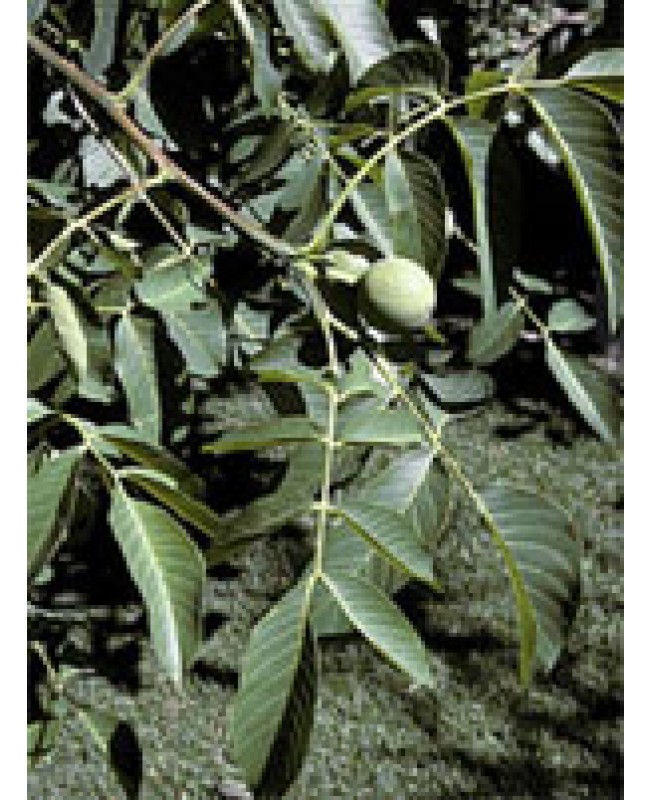 MSA JUGLANS REGIA 50ML MSA JUGLANS REGIA 50ML