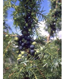 MSA JUNIPERUS COMMUNIS 50ML