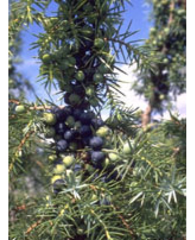 MSA JUNIPERUS COMMUNIS 50ML MSA JUNIPERUS COMMUNIS 50ML