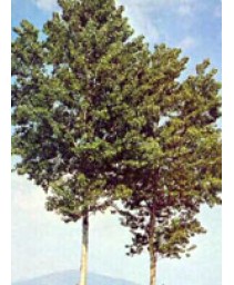 MSA POPULUS NIGRA 50ML