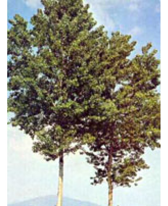 MSA POPULUS NIGRA 50ML MSA POPULUS NIGRA 50ML