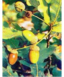 MSA QUERCUS PEDUNCOLATA 50ML