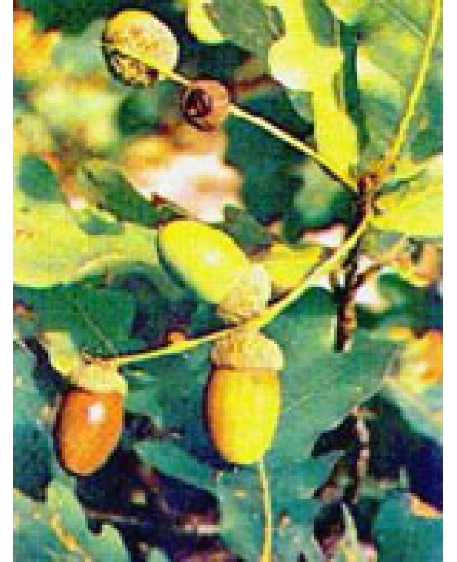 MSA QUERCUS PEDUNCOLATA 50ML MSA QUERCUS PEDUNCOLATA 50ML