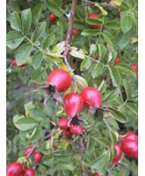MSA ROSA CANINA 50ML
