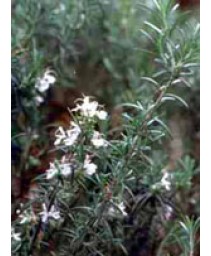 MSA ROSMARINUS OFFICINALIS 50ML