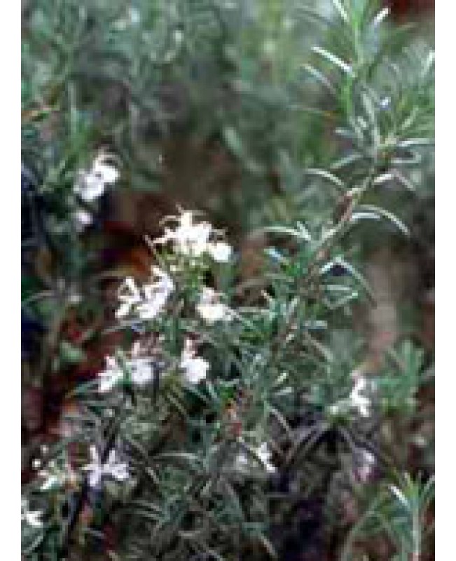 MSA ROSMARINUS OFFICINALIS 50ML MSA ROSMARINUS OFFICINALIS 50ML