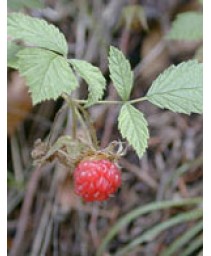 MSA RUBUS IDAEUS 50ML