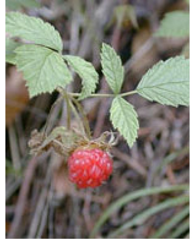 MSA RUBUS IDAEUS 50ML MSA RUBUS IDAEUS 50ML