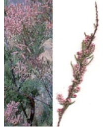 MSA TAMARIX GALLICA 50ML