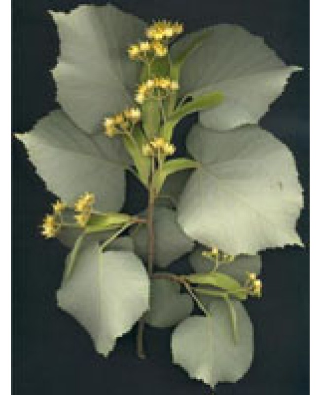 MSA TILIA TOMENTOSA 50ML MSA TILIA TOMENTOSA 50ML