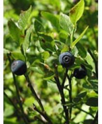 MSA VACCINIUM MIRTILLUS 50ML