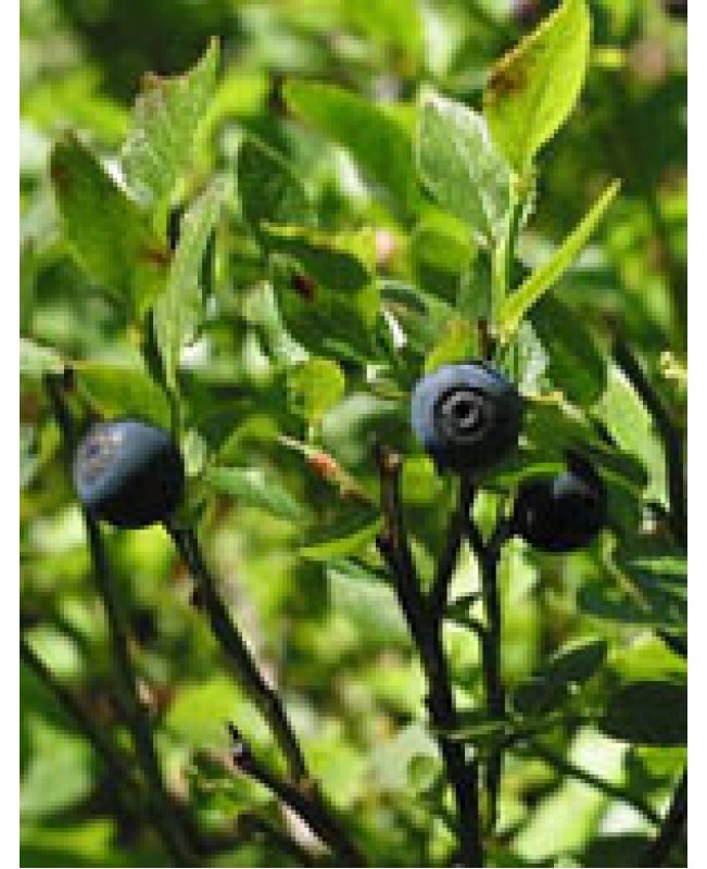 MSA VACCINIUM MIRTILLUS 50ML MSA VACCINIUM MIRTILLUS 50ML