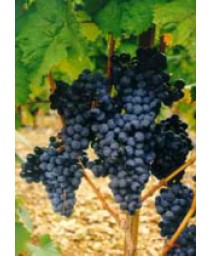 MSA VITIS VINIFERA 50ML