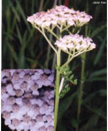 TSA ACHILLEA MILLEFOGLIE 50ML