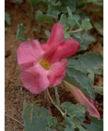TSA HARPAGOPHYTUM PROCUMBEMS 50ML