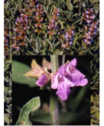 TSA SALVIA OFFICINALIS 50ML