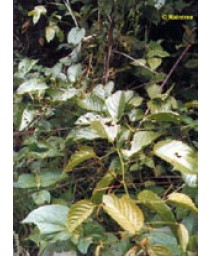 TSA UNCARIA TOMENTOSA 50ML