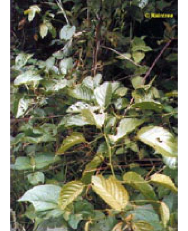 TSA UNCARIA TOMENTOSA 50ML