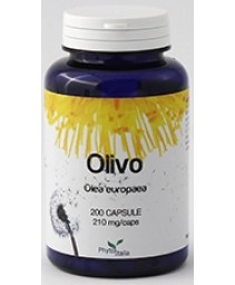 OLIVO 60CPS