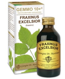 FRAXINUS(FRASSINO)GEMMO 10+ 100M AN