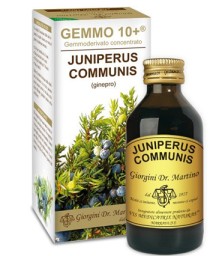 JUNIPERUS(GINEPRO)GEMMO 10+ 100M AN