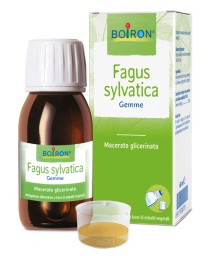 FAGUS SYLVATICA MG 60ML INT