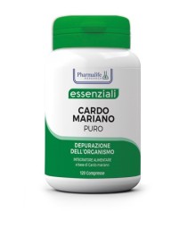 CARDO MARIANO PURO 120CPR