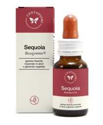 SEQUOIA BASEGEMMO 30ML