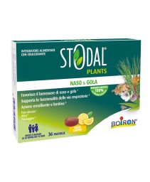 STODAL PLANTS LIMONE 36PAST